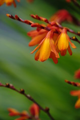 Bl&uuml;tenstaude Neuseeland 