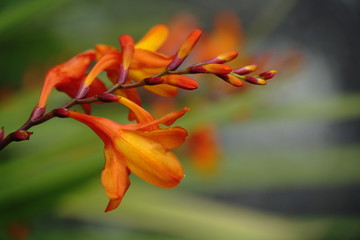 Bl&uuml;tenstaude Neuseeland 