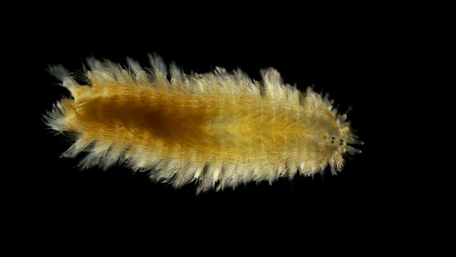 a worm of the Chrysopetalidae family under a microscope, class Polychaeta, possibly the genus Chrysopetalum sp. was found in the atlantic ocean, in the video the top of the worm