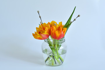 Bright tulips in the glass vase isolated on white background. Spring mood. Copy space for text