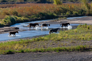 Caballos cruzando un arroyo en día soleado