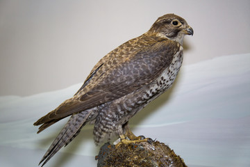 Beautiful bird of prey Mediterranean Falcon or Lanner (Falco biarmicus) sitting on a stone on a blue background, stuffed. Animals, birds, ornithology.