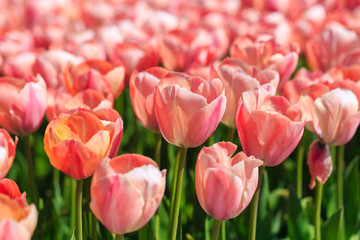 Closeup of pink tulips flowers with green leaves in the park outdoor.