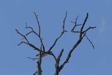 Fototapeta na wymiar dry branches of tree against blue sky