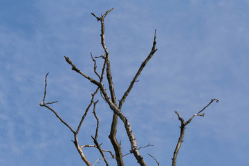 Fototapeta na wymiar dry branches of tree against blue sky