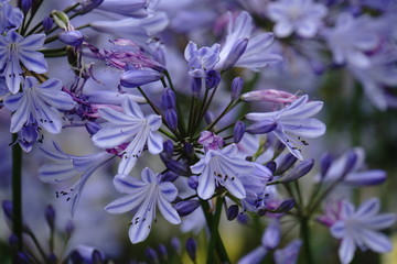 Schmucklilie Agapanthus praecox