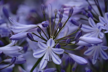 Schmucklilie Agapanthus praecox