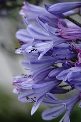 Schmucklilie Agapanthus praecox