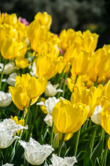 Naklejka na ściany i meble Tulip flowers on field