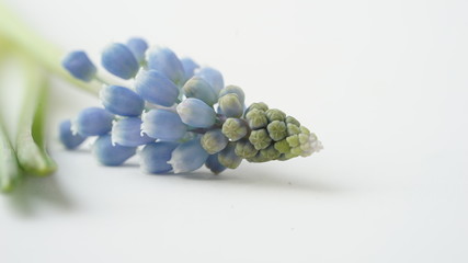 Macro photo of blue Muscari plant on a white background.Beautiful spring mouse hyacinth.