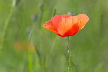 Plakat red poppy flower in green grass on meadow
