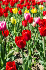 Tulip flowers on field