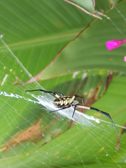 spider on web