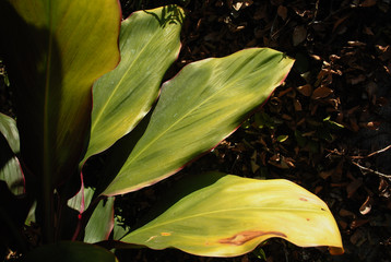 Naklejka na ściany i meble Green leaf in the garden is spotted by sunlight