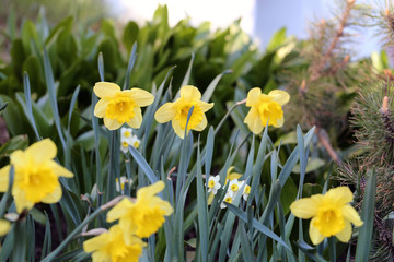 Fototapeta premium Yellow blooming narcissus / daffodils flowers with green leaves during a sunny day. Perfect flowers for celebrating Easter and enjoying early spring. Happy, bright yellow color. Closeup color image.