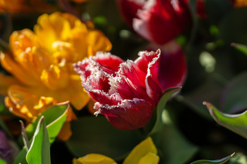 Tulip flowers on field