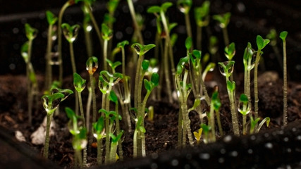 Small sprouts of petunia close-up.