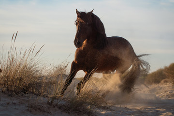 Caballo español castaño feliz en una playa al atardecer