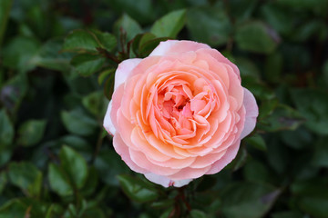 Closeup of a romantic big pink garden rose. A lot of green leaves around the blooming flower. Joyful, beautiful and delicate flower perfect for Valentine's Day and other celebrations. Color image.