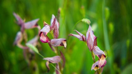Fototapeta na wymiar Closeup of Wild Sardinian Orchids on field
