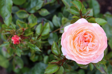 Closeup of a romantic big pink garden rose. A lot of green leaves around the blooming flower. Joyful, beautiful and delicate flower perfect for Valentine's Day and other celebrations. Color image.