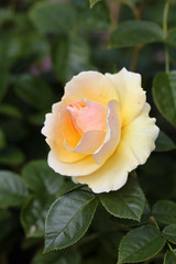 Closeup of a yellow garden rose with slight pink tones. A lot of green leaves around the blooming yellow flower. Joyful, beautiful and delicate flower perfect for anniversary, etc celebrations.