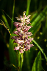 Closeup of Wild Sardinian Orchids on field