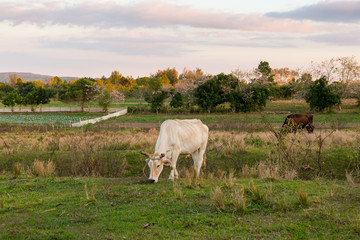 Cattle grazing in a field at the bottom of the lush green Vinales Valley, Pinar del Rio Province, Cuba