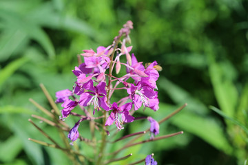 Purple fireweed / rosebay willow herb / giant willow herb / epilobium angustifolium flowers in a closeup. Blooming colorful flowers with soft green background. Photographed in Finland sunny spring day