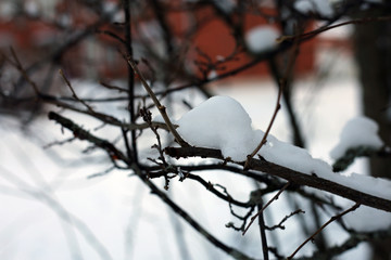 Branches of a tree in a closeup color image during wintertime in Finland. In this photo you can see the brown branches, plenty of snow and soft bokeh background. Cold weather. Macro nature photo.