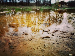 lake in forest