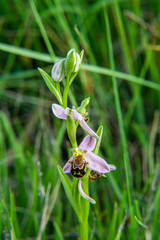 Closeup of Wild Sardinian Orchids on field