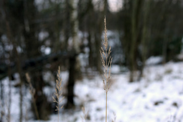 Naklejka premium Herbaceous plants in a closeup color image during wintertime in Finland. In this photo you can see the beige plants, snow and soft bokeh background. Cold weather. Macro nature photo.