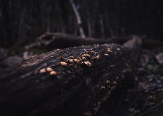 Wild parasite mushrooms growing on fallen tree's bark