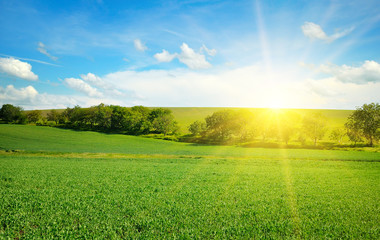Green field and Bright sunrise over the horizon.