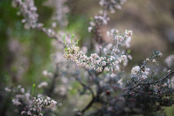 Wild Erica Arborea Flowers