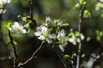 Apple flowers Blossoms on branch at springtime