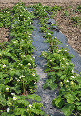 Growing strawberries using black film