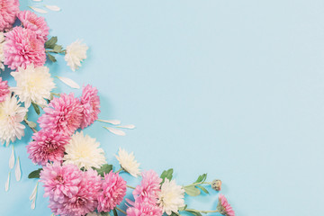 white and pink chrysanthemums on blue paper background