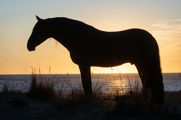 Retrato a contraluz de la silueta de un caballo español al atardecer © Azahara
