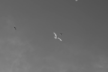 birds