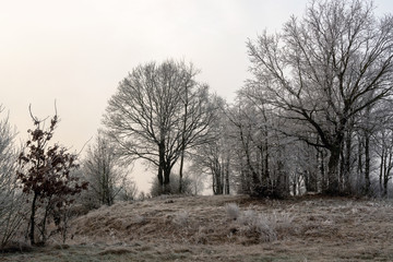 Dolinna Narwi. Narwiańskie grądy. Łagodna zima na Podlasiu. Mgła i szron