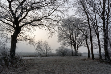 Obraz premium Dolinna Narwi. Narwiańskie grądy. Łagodna zima na Podlasiu. Mgła i szron