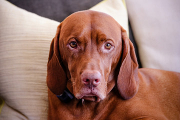 Vizsla Dog looking at you