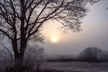 Dolinna Narwi. Narwiańskie grądy. Łagodna zima na Podlasiu. Mgła i szron