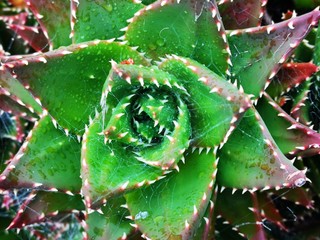 Aloe mit Netzf&auml;den 