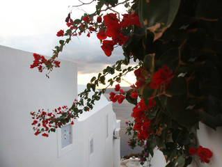 Flowers over the city