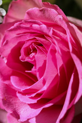 Obraz premium rose petals