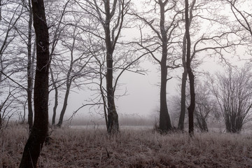 Dolinna Narwi. Narwiańskie grądy. Łagodna zima na Podlasiu. Mgła i szron