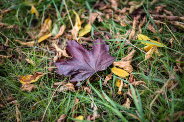 A maple leaf lying on the grass